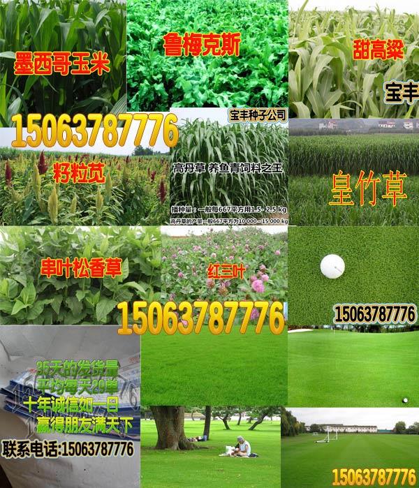想購買結縷草種子草坪種子去哪里？
