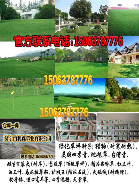 想購買結縷草種子草坪種子去哪里？