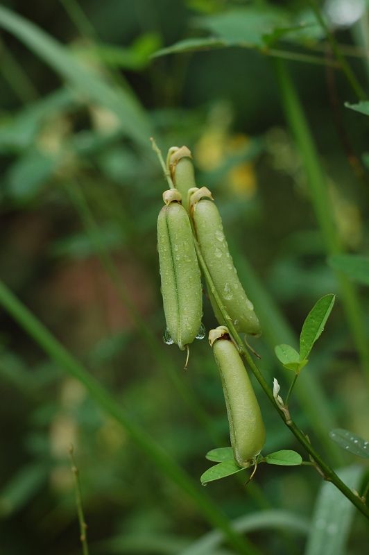 豬屎豆1平方種植多少克種子？