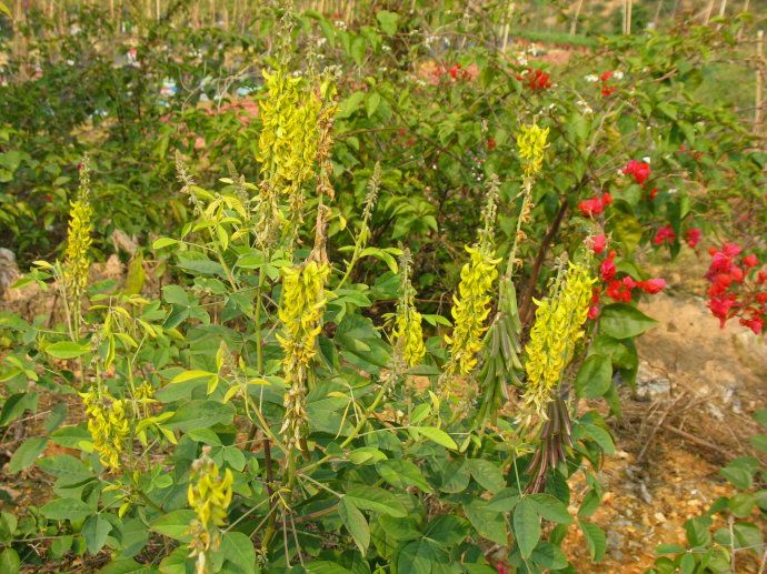 豬屎豆1平方種植多少克種子？