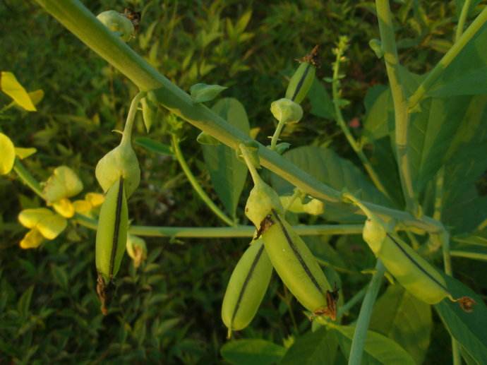 豬屎豆在湖南可以種植嗎？