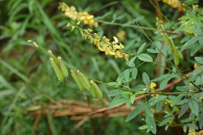豬屎豆在湖南可以種植嗎？