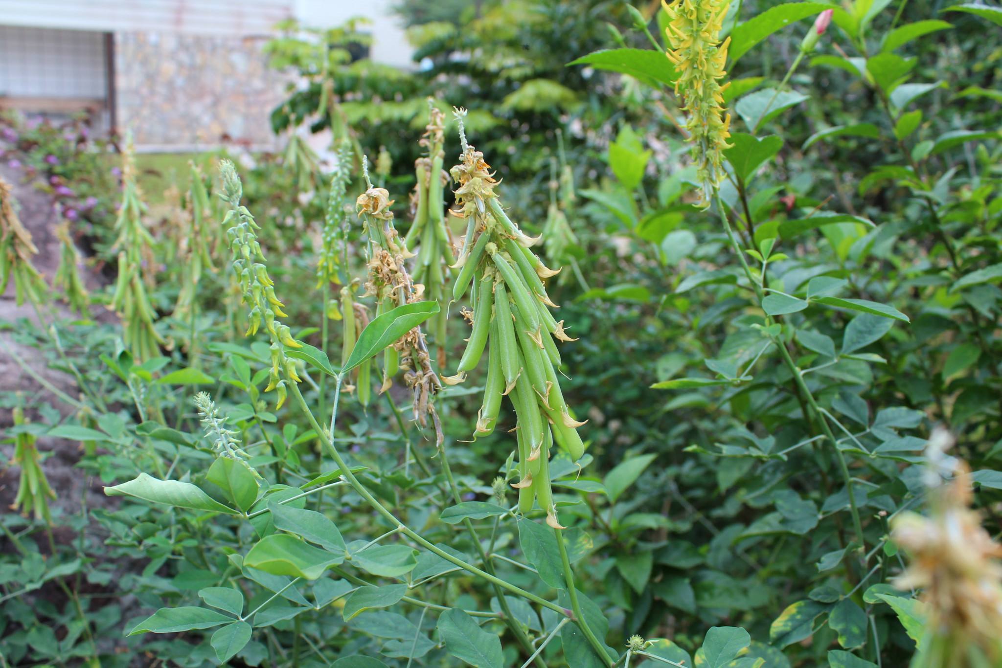 豬屎豆在湖南可以種植嗎？