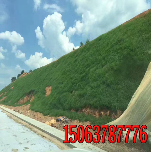 常見的高速公路坡度綠化知識