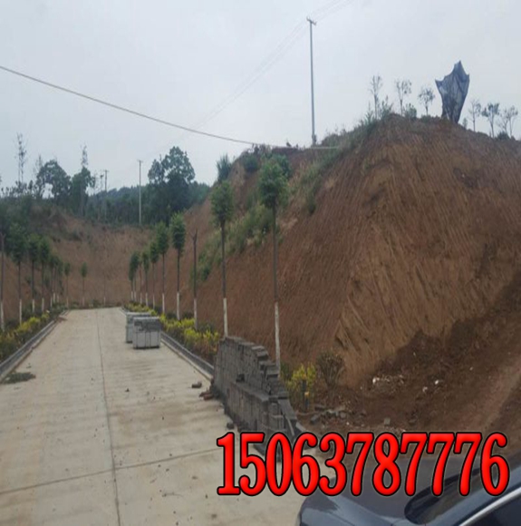 常見的高速公路坡度綠化知識
