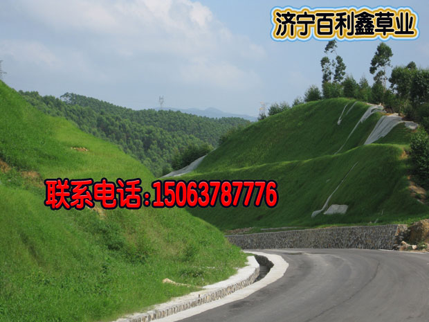  高速公路護坡綠化草籽多少錢一斤