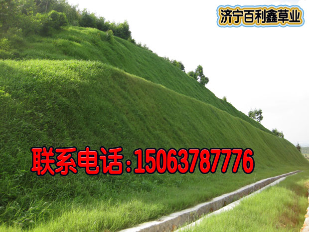  高速公路護坡綠化草籽多少錢一斤
