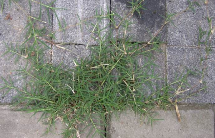 2019年狗牙根草一斤多少錢？