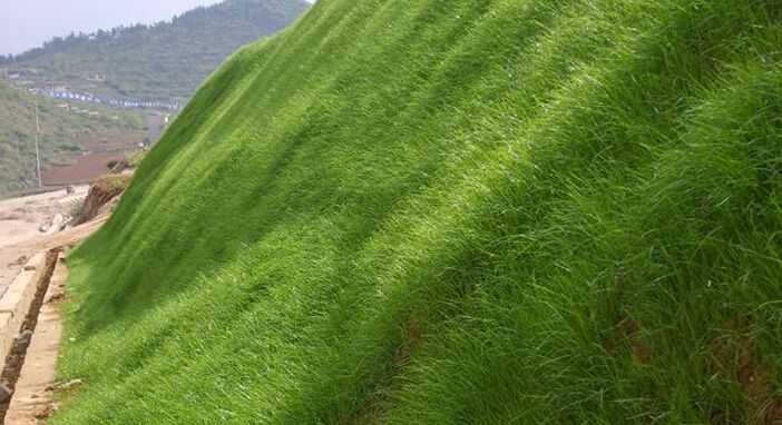 2019年狗牙根草一斤多少錢？