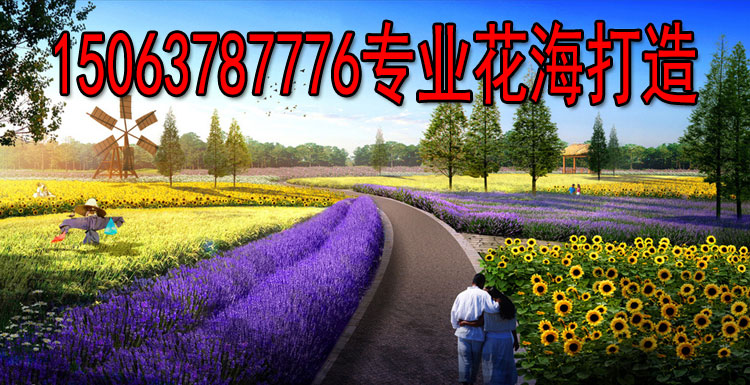 深圳護坡種植什么草籽