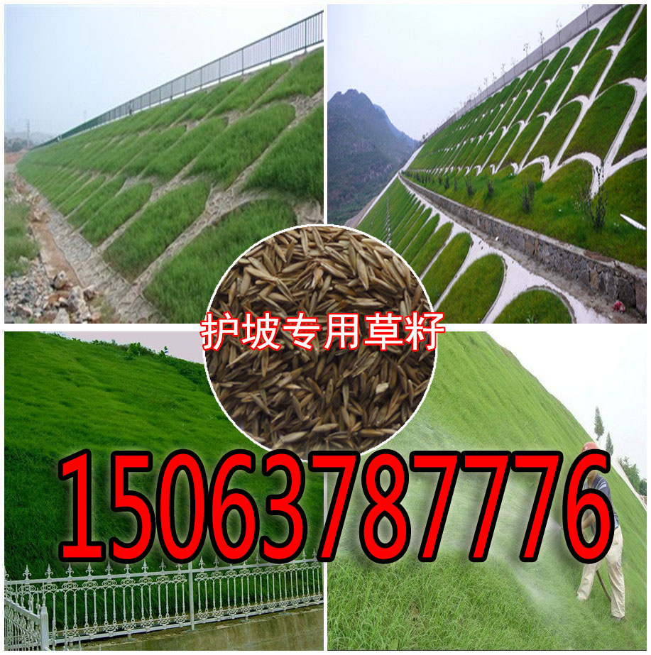 什么樣的綠化草籽有利于保護邊坡？