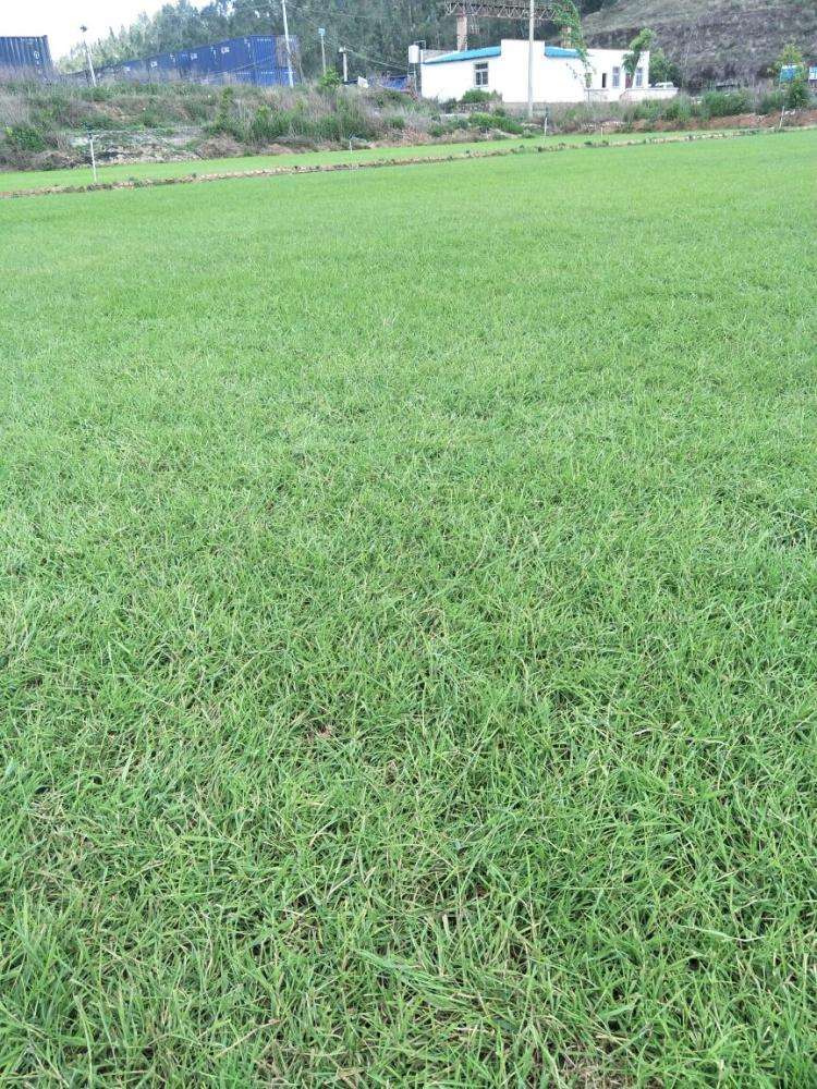 冷季型草坪的建植要注意什么