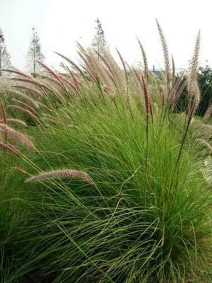 河南可以種植狼尾草嗎？