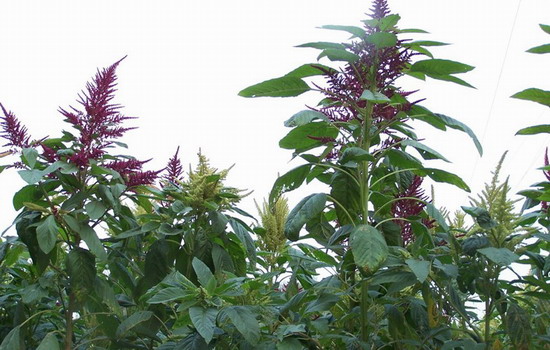 籽粒莧草籽的栽培技術