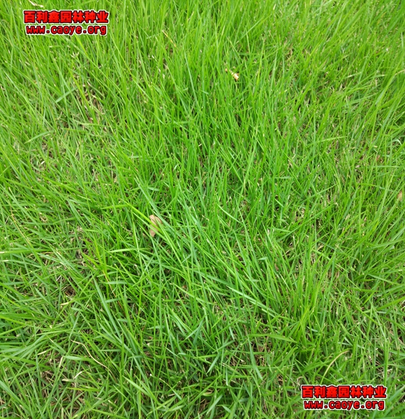護坡草坪種子有哪些品種？