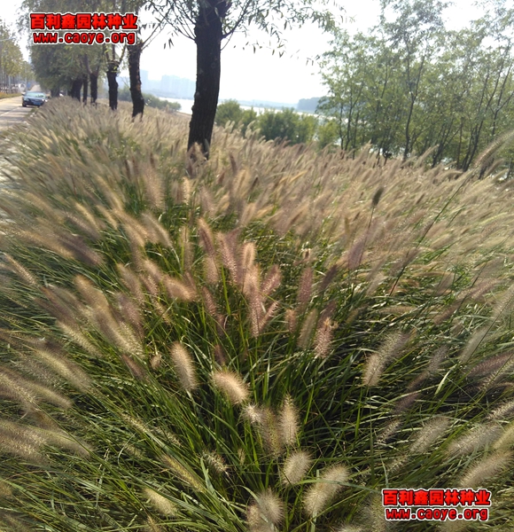公路邊坡綠化如何做得最好？
