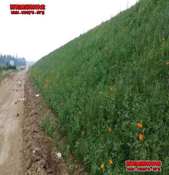 護坡王草坪草種價格是多少元一斤？