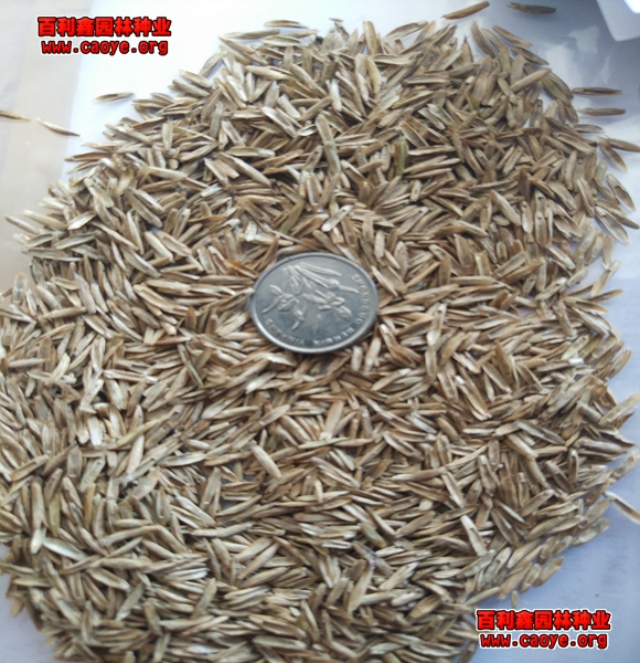 適合北方生長的草坪草種有哪些？
