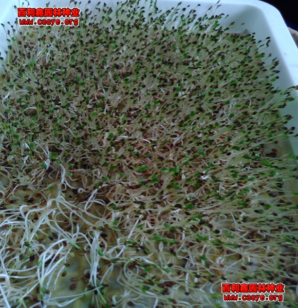 適合北方生長的草坪草種有哪些？