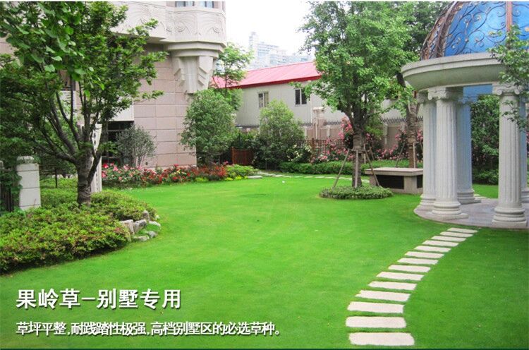 綠化草坪草種的生長速度
