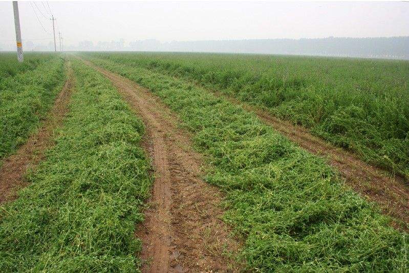 紫花苜蓿草籽什么時候播種好？