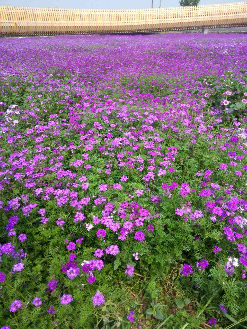.雞　可以吃紫花苜蓿嗎？