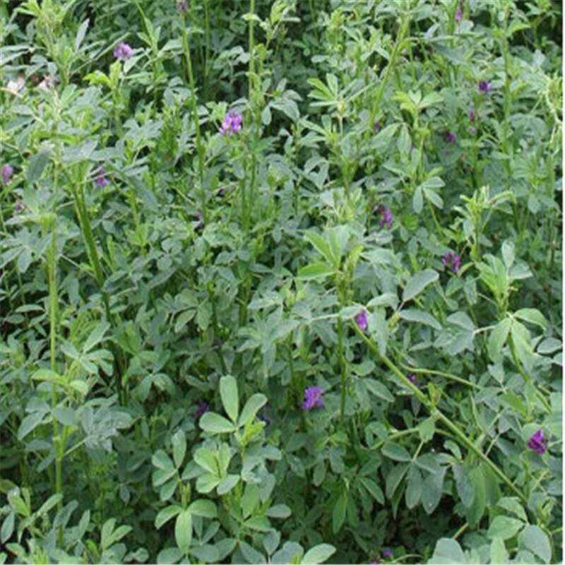 紫花苜蓿草籽多少錢一斤？