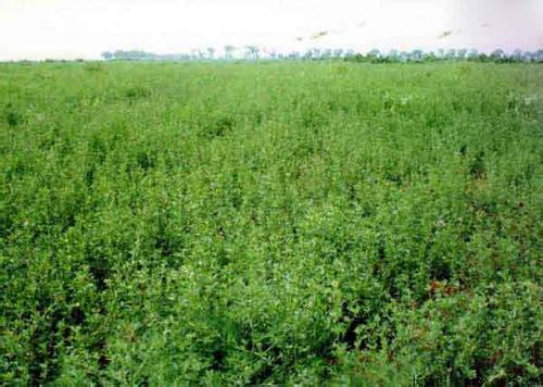 紫花苜蓿種子價格紫花苜蓿河南多少錢一斤？