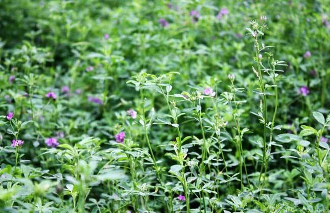 紫花苜蓿種子價格紫花苜蓿河南多少錢一斤？