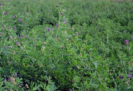 紫花苜蓿種子價格紫花苜蓿河南多少錢一斤？