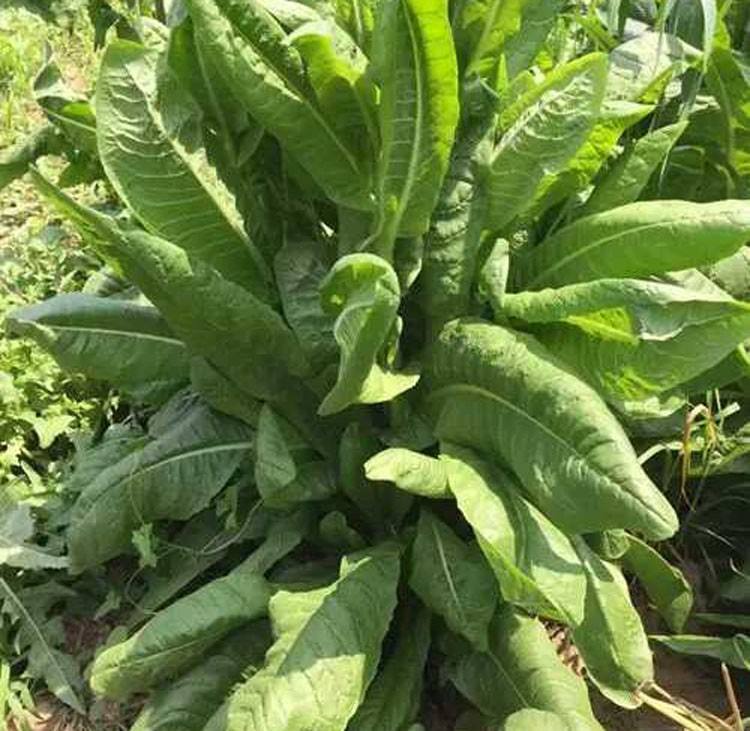 菊苣喂豬可以嗎？