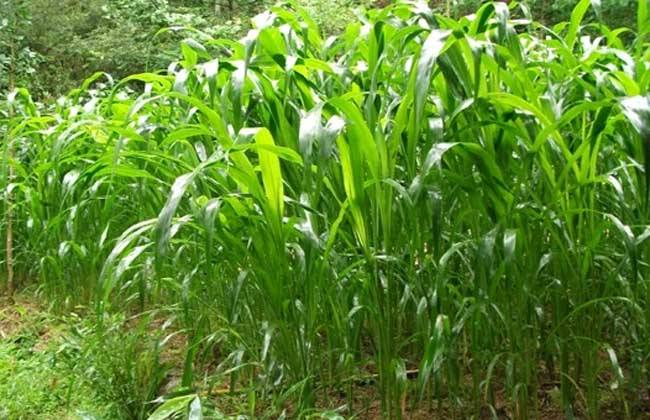 菊苣種植技術