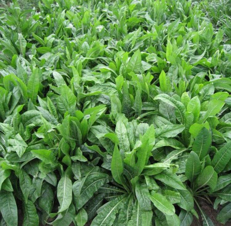菊苣種植技術