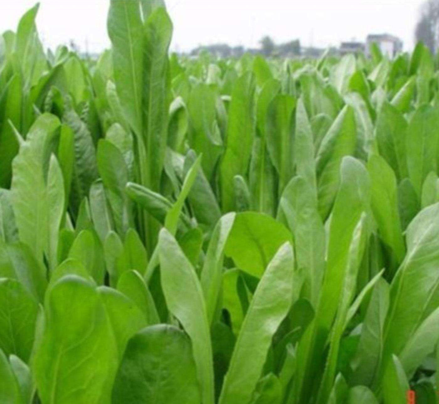 可以在冬季種植菊苣草嗎？