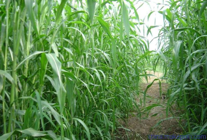 高丹牧草種子2019年的最新價格？
