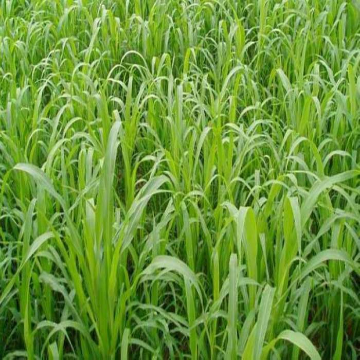 高丹牧草種子2019年的最新價格？