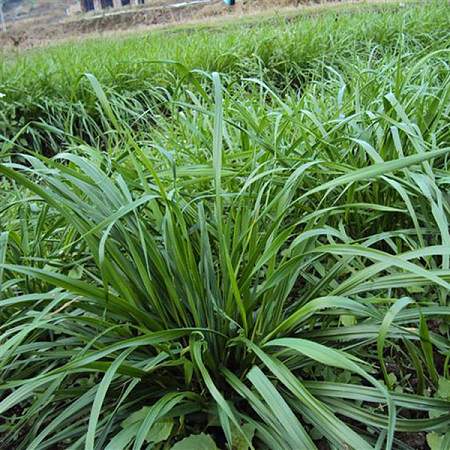 牧草種子黑麥草怎么種植才能高產？