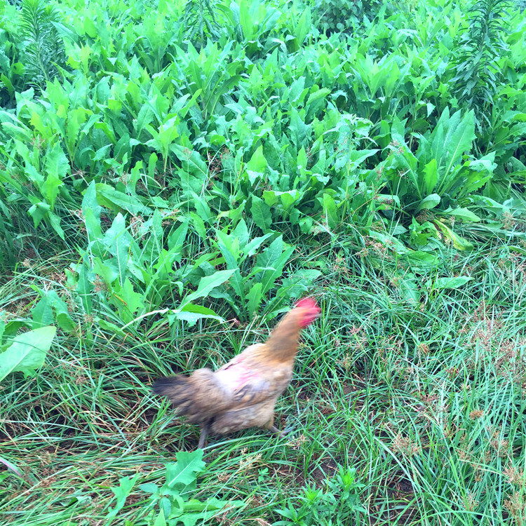 養牛羊鵝食草動物種哪些牧草比較好