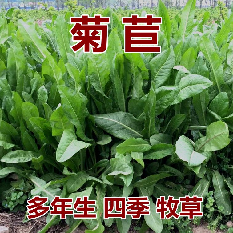 養羊種什么草比較好 ?哪些牧草高產？