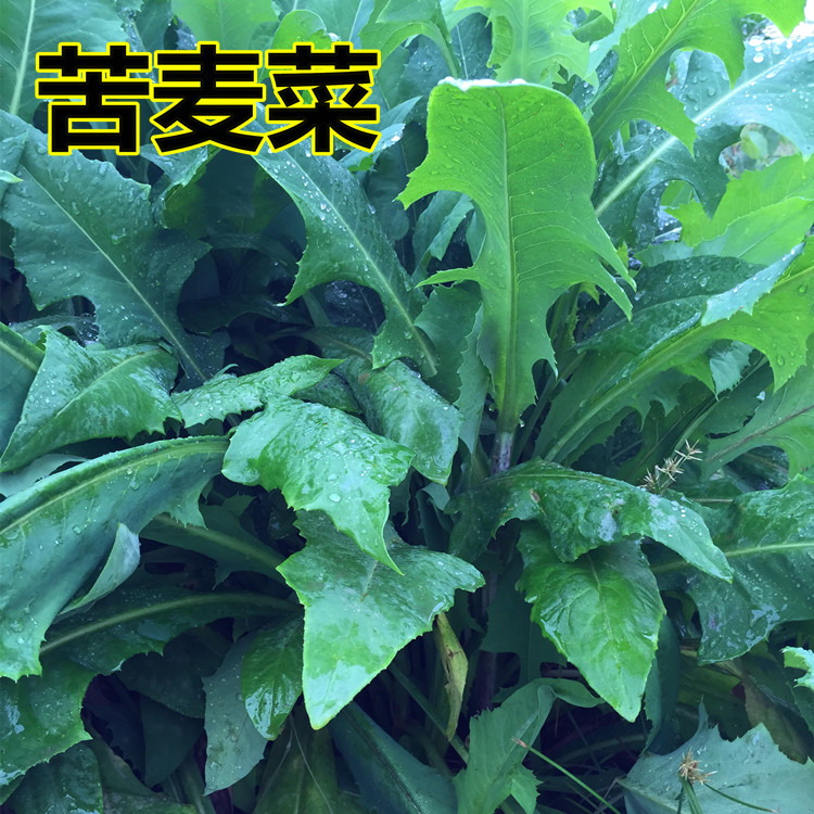 養羊種什么草比較好 ?哪些牧草高產？