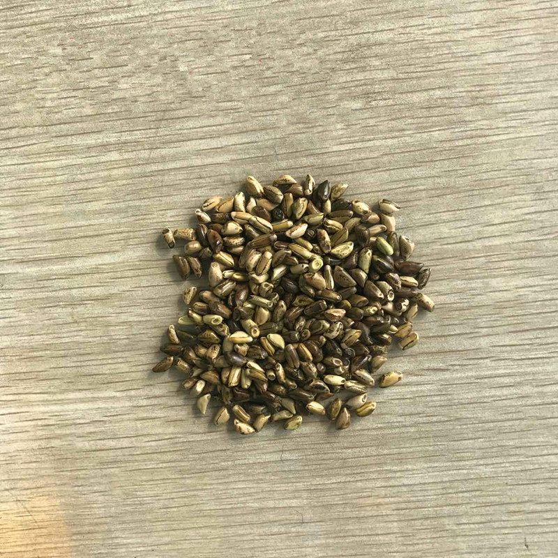 養鵝種什么牧草好,養鵝用什么牧草種子