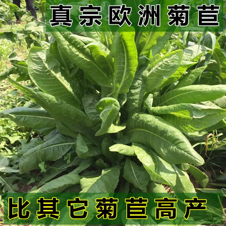 一畝地牧草可以養多少頭肉牛，100畝能養多少頭