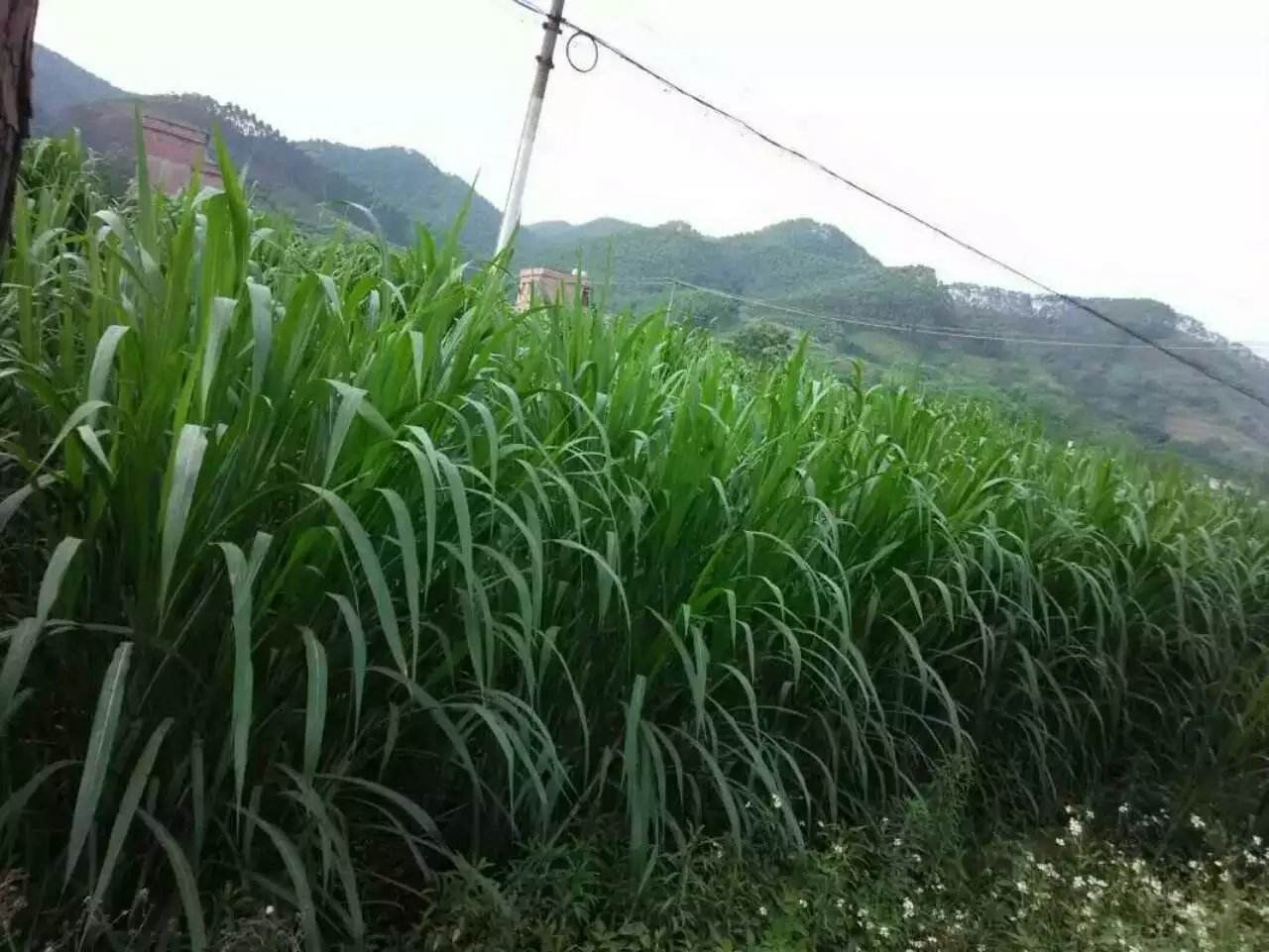 養羊牧草的選擇和種植方法