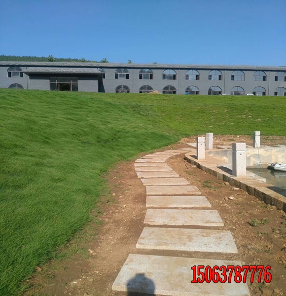 礦山綠化種什么草？
