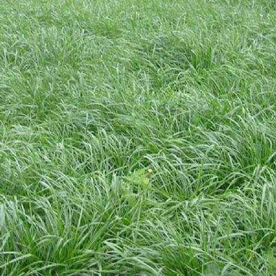河南適合種什么牧草？