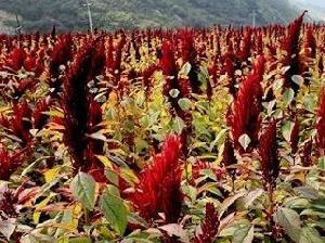 養野豬種什么草？