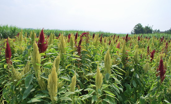 養野豬種什么草？
