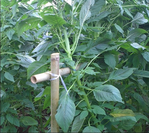養野豬種什么草？