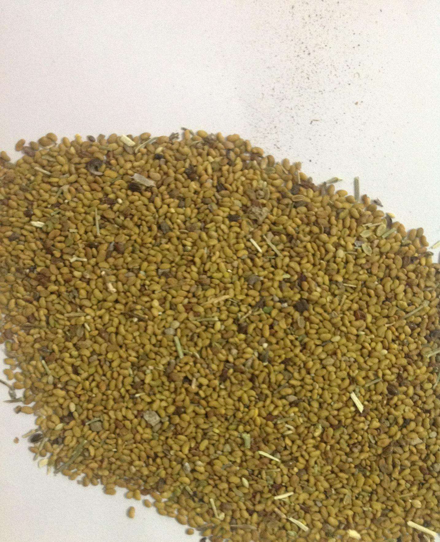 養牛種什么草一年四季都能生長