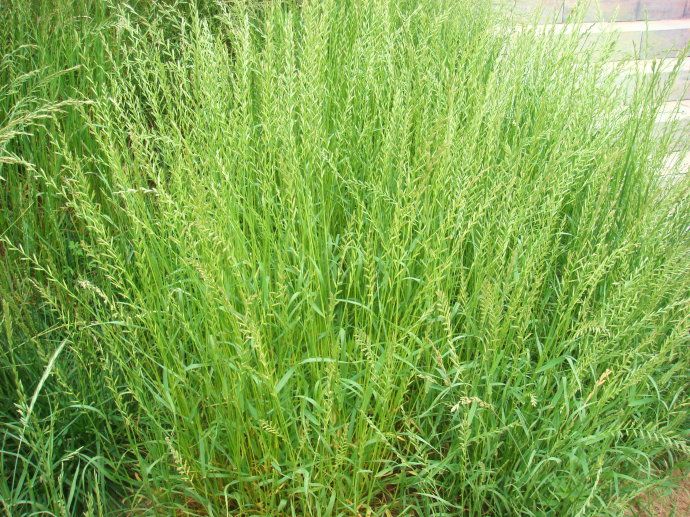 山西運城養羊種什么牧草？